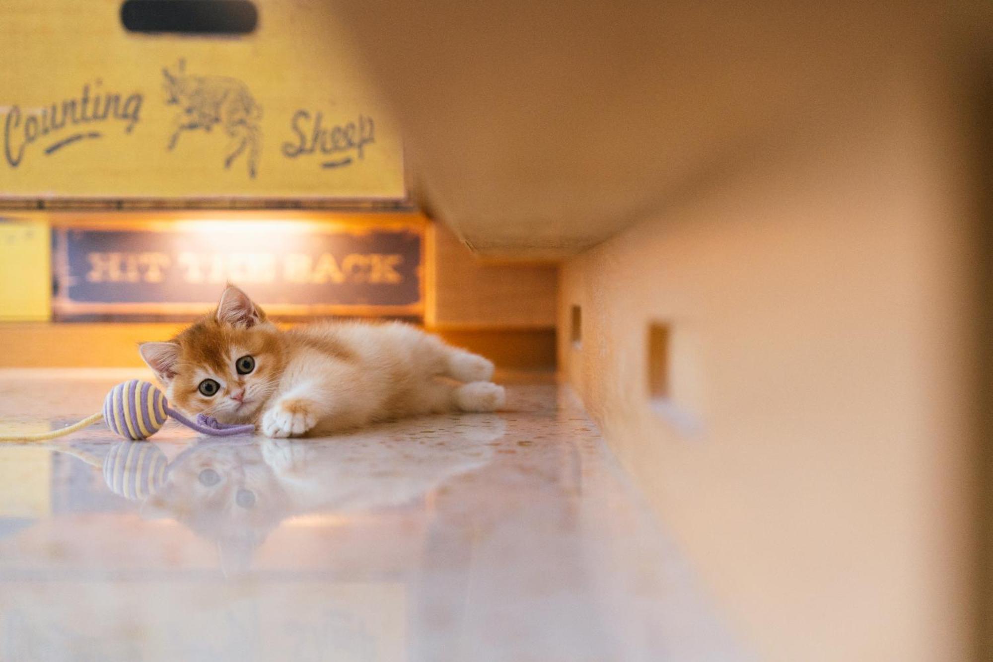 Hotel Indigo Kaohsiung Central Park By Ihg Luaran gambar A kitten